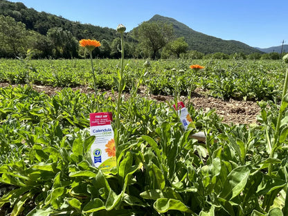 BOIRON CALENDULA CREAM