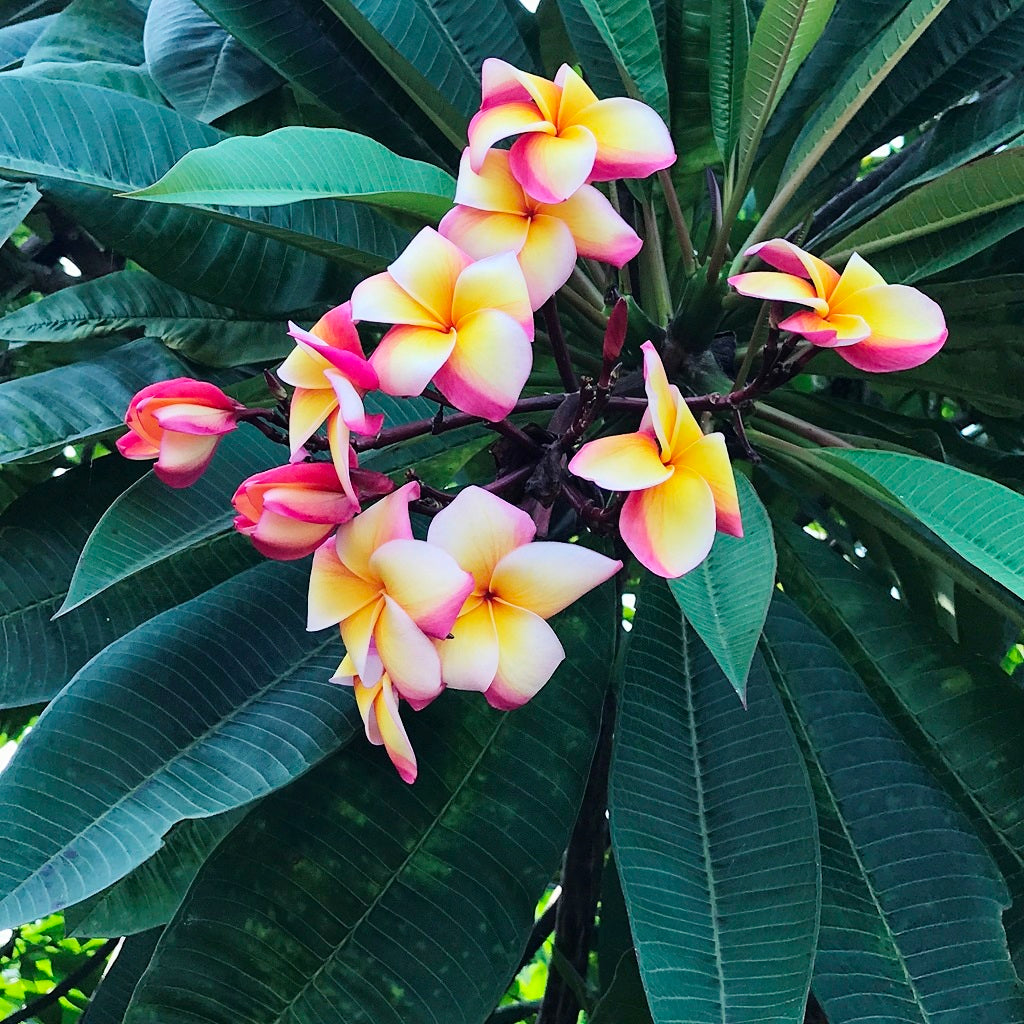 ALBA BOTANICA COND,COLORIFIC,PLUMERIA
