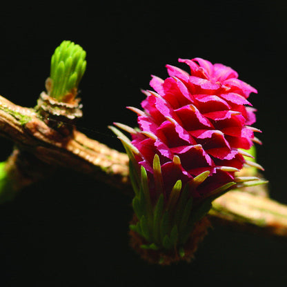 BACH LARCH