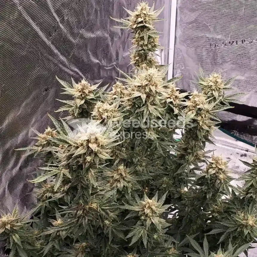 FLAVORX LEMON LQ 4OZ AUTO
