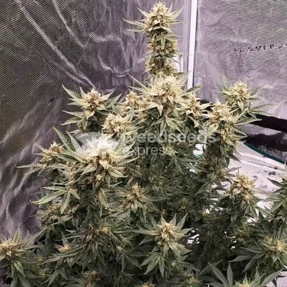 FLAVORX LEMON LQ 4OZ AUTO