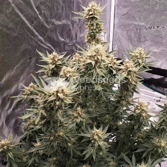FLAVORX LEMON LQ 4OZ AUTO
