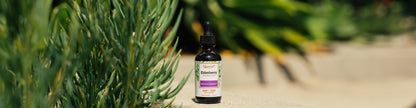QUANTUM HEALTH ELDERBERRY EXTRACT,400MG