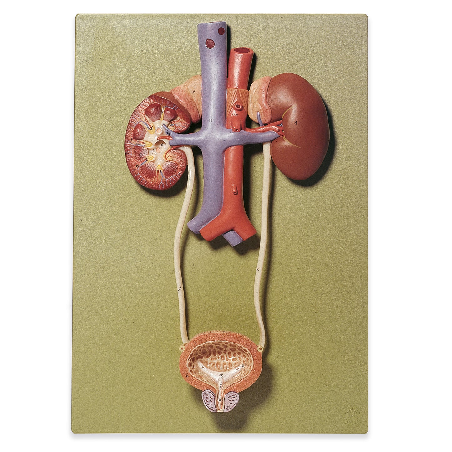 LDR URINARY TRACT CRBRY TB 50CPLT