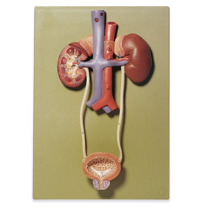 LDR URINARY TRACT CRBRY TB 50CPLT