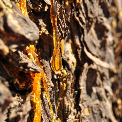 Myrrh Gum