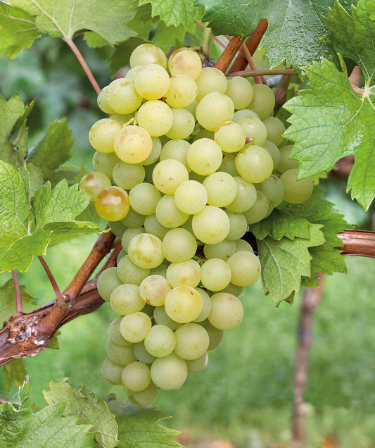 KIND & FREE EYE LNR CRD GRAPE