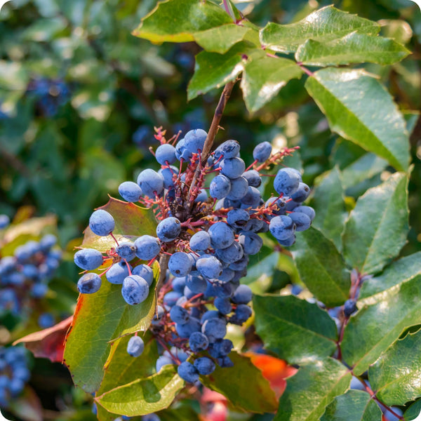 Oregon Grape