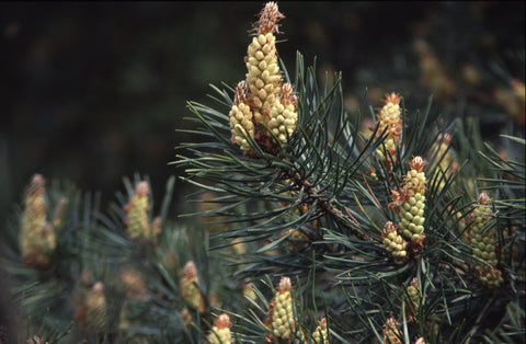 BACH PINE