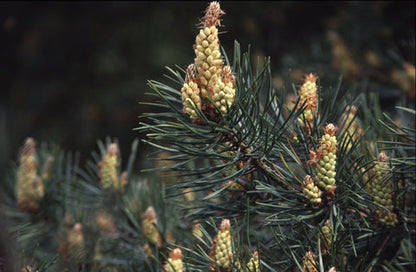 BACH PINE
