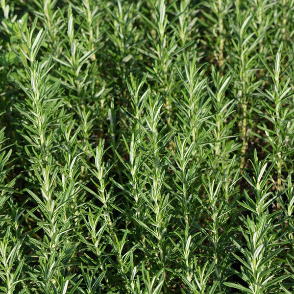 PALMERS ROSEMARY DISPLAY   DL18