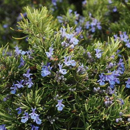 PALMERS ROSEMARY DISPLAY   DL18