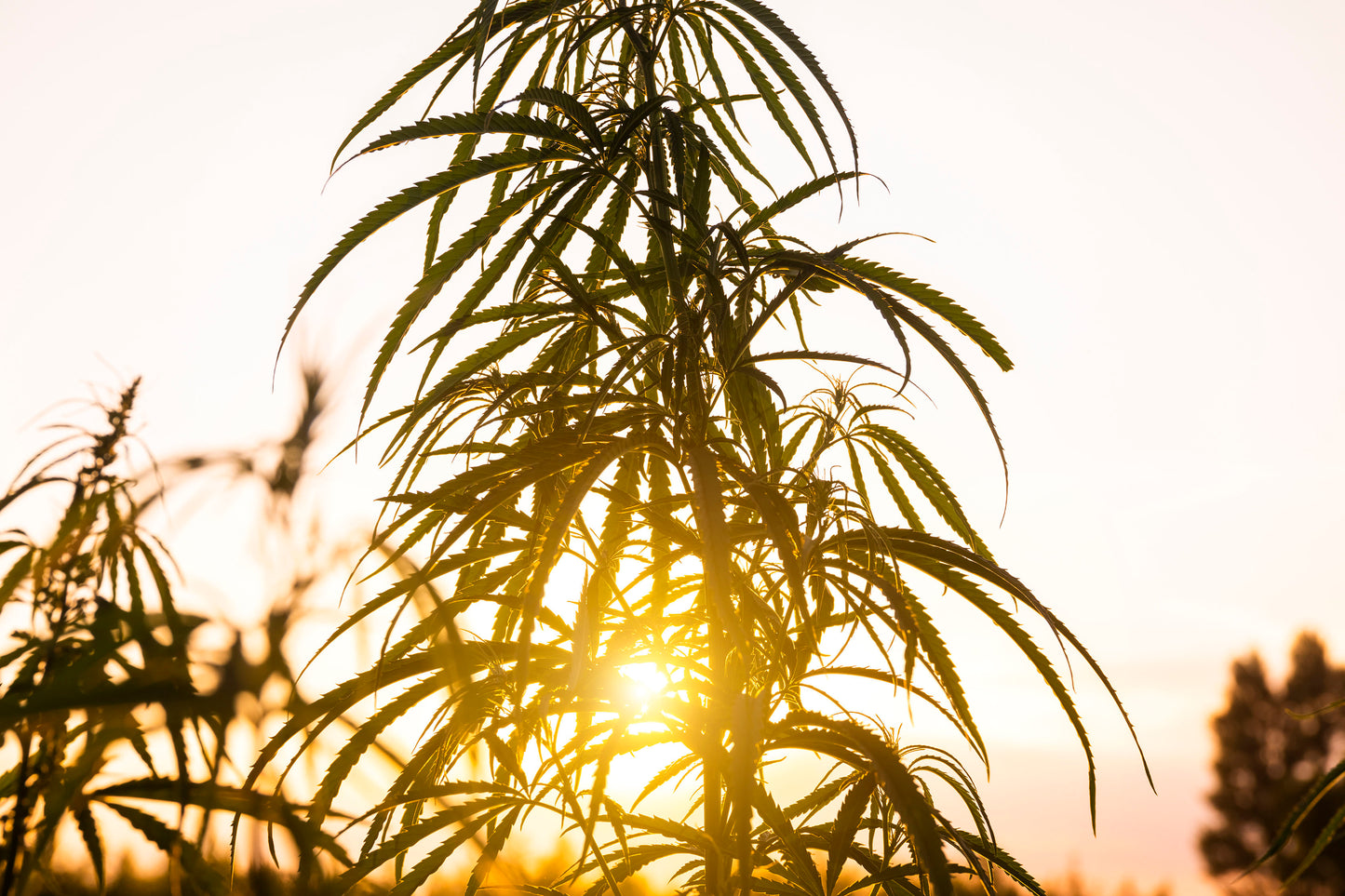BODY WASH,CANNABIS SATIVA