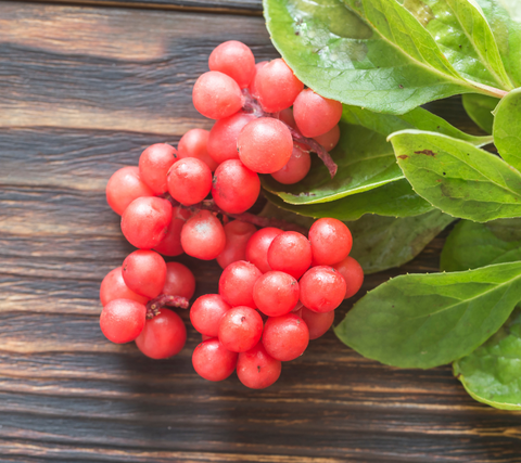 NATURE'S WAY SCHIZANDRA FRUIT