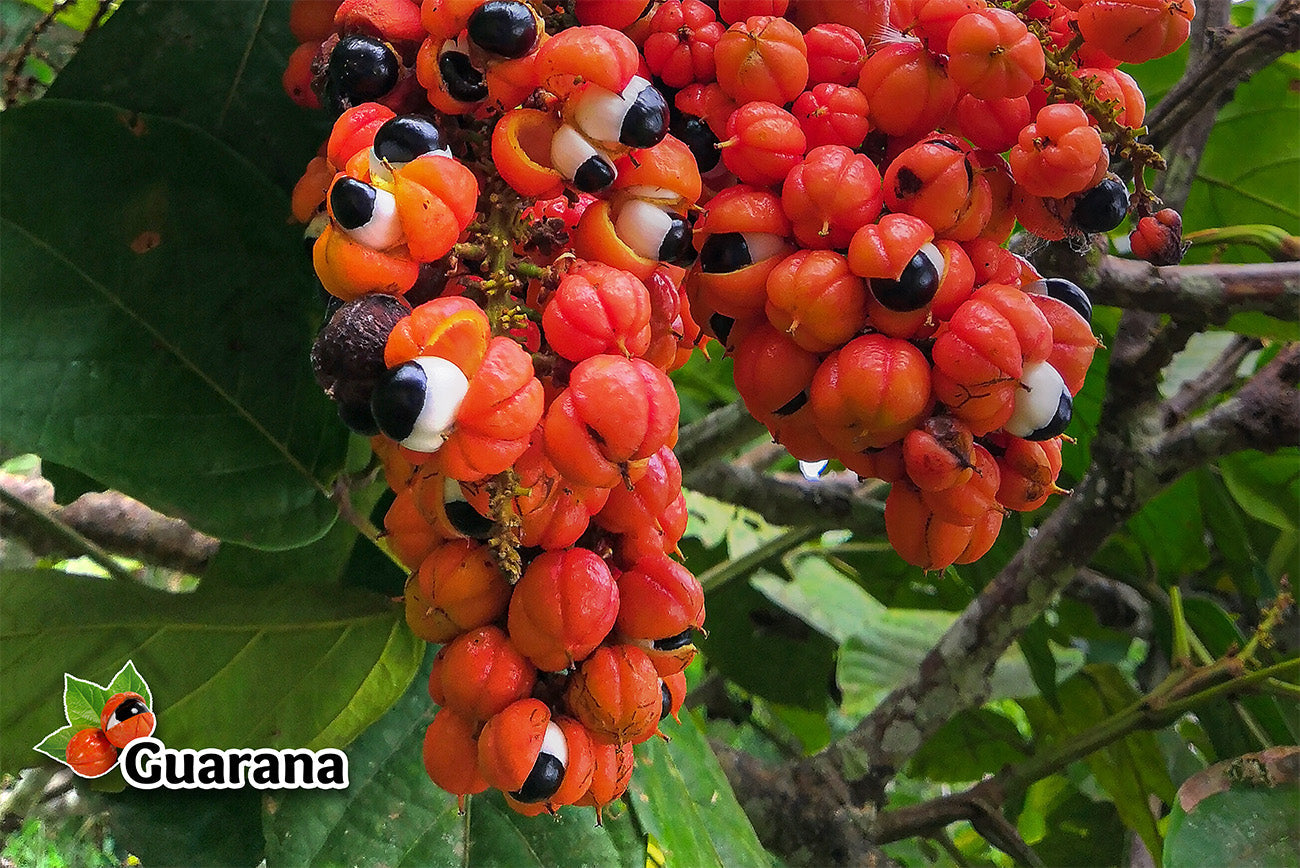 GUARANA