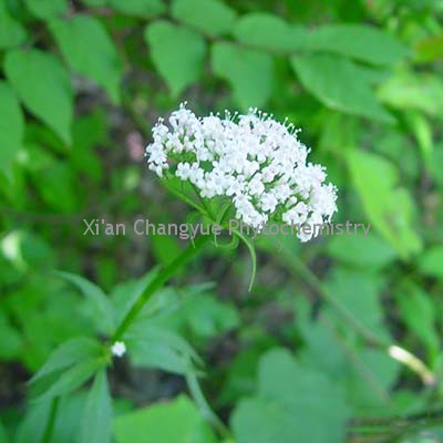 VALERIAN EXTRACT