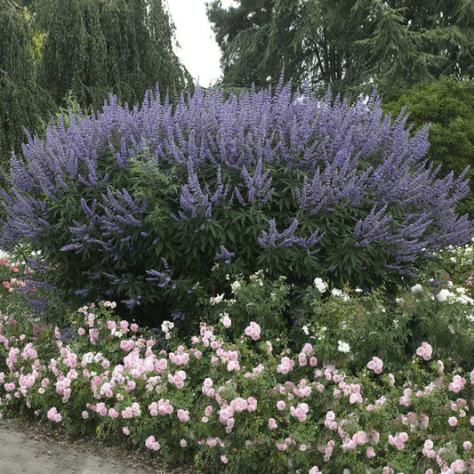 NATURE'S WAY VITEX(CHASTE TREE)