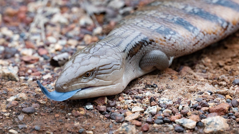 BLUE LIZARD L/B UN 12 DL085126