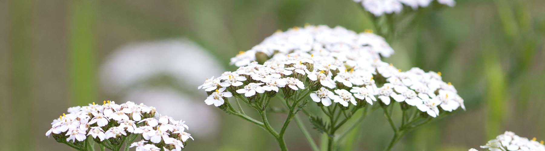 HERB PHARM YARROW