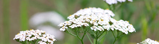 HERB PHARM YARROW