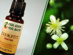 BACH CLEMATIS