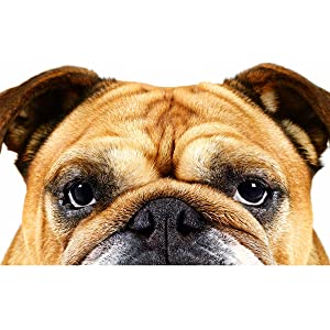 BULLDOG NATURAL SKINCARE MOISTURIZER,AGE DEFENSE