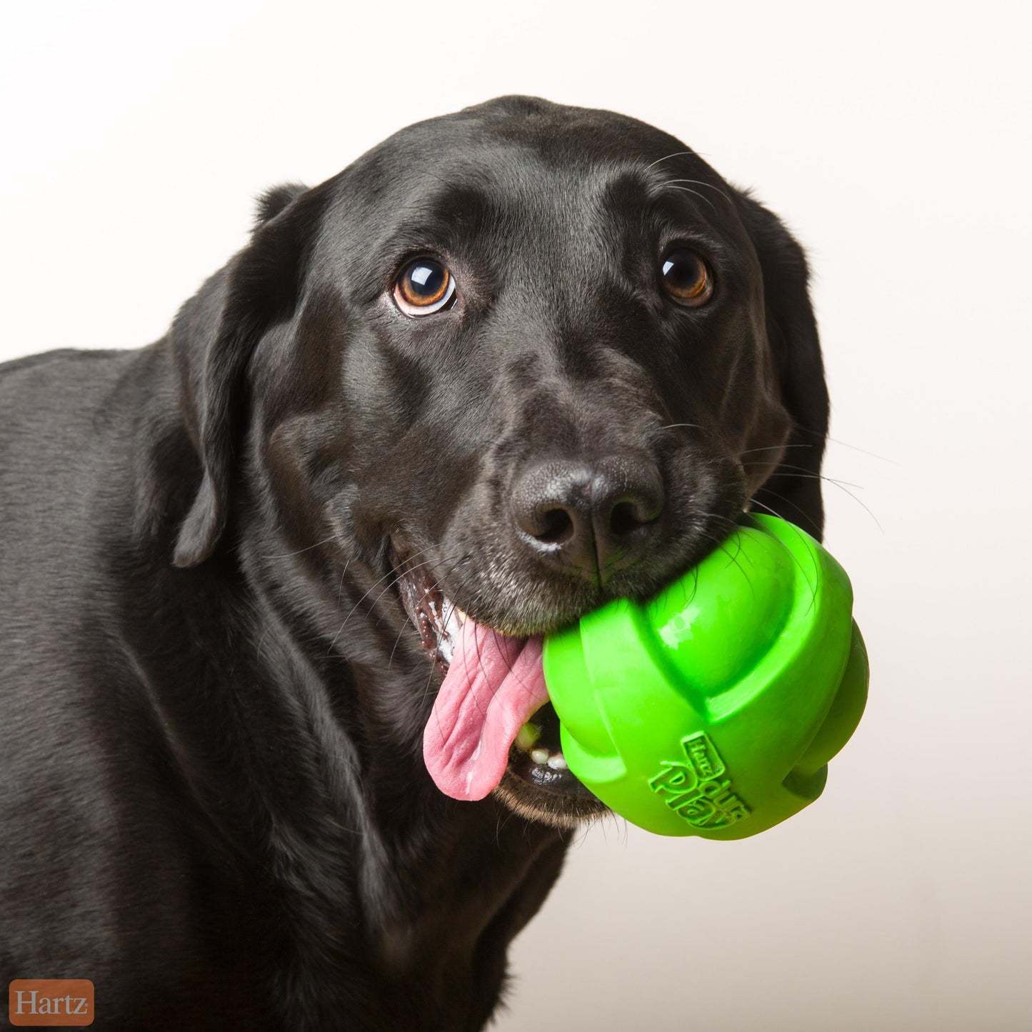 Hartz Dura Play Latex Ball Dog Toy, Assorted Colors