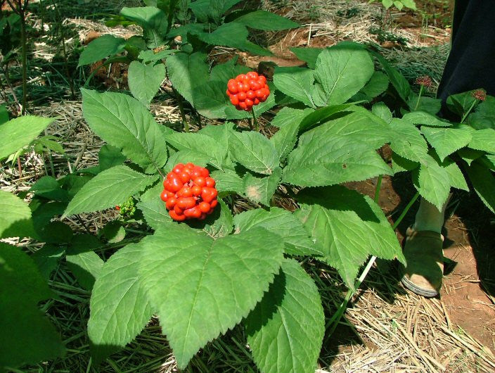GINSENG ROOT,WLD SIBERIAN