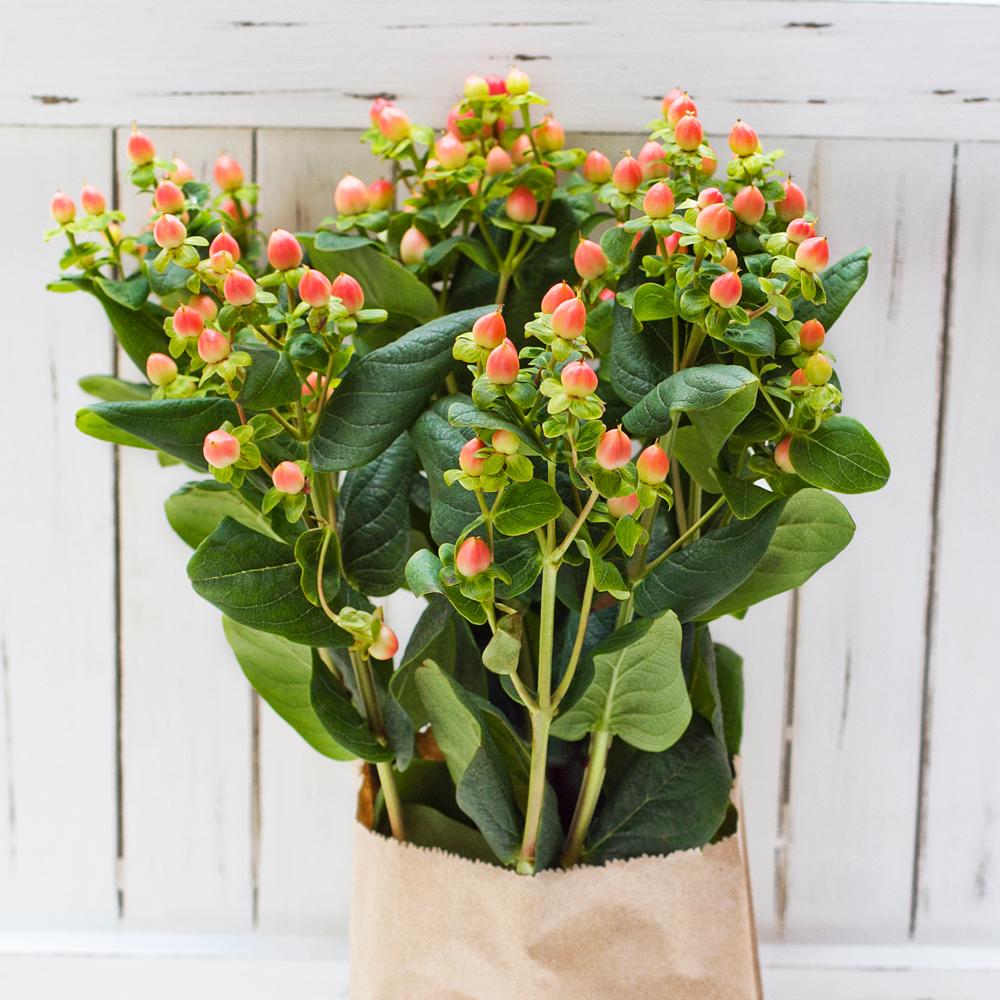 HYPERICUM PERF 30X