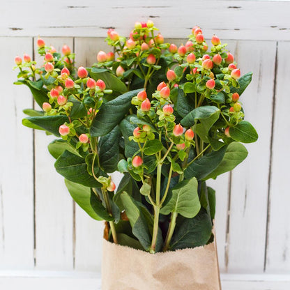 HYPERICUM PERF 30X