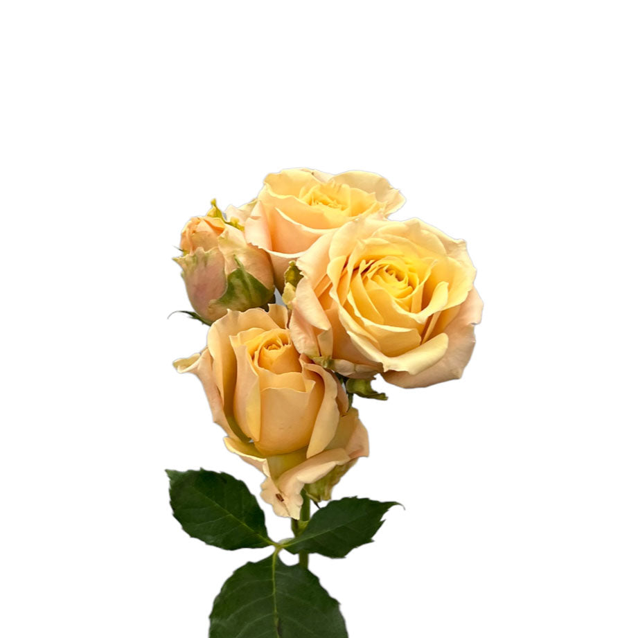 NATURAL INS KT 02 SAHARA