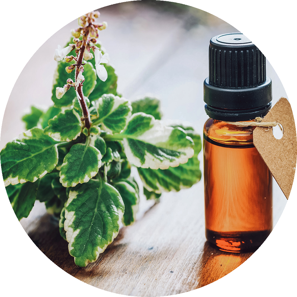TEA TREE OL 30ML