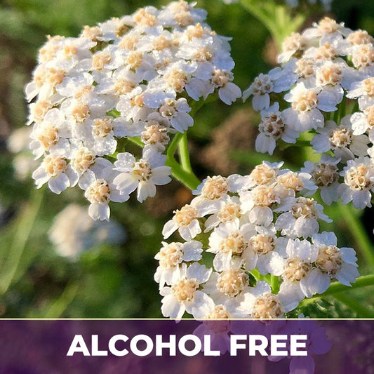 AF YARROW FLOWERS
